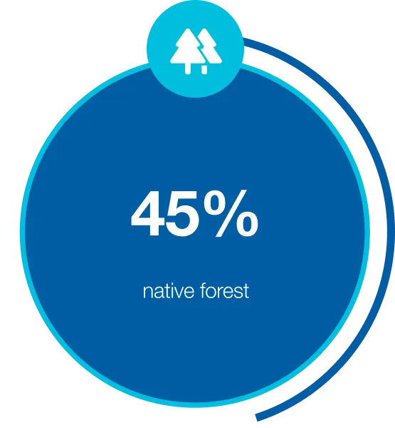 native-forest (1) native-forest (1)