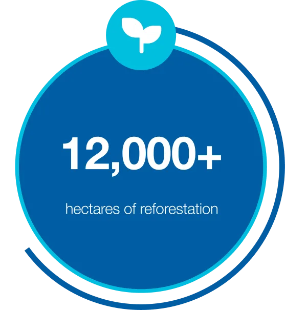 reforestation reforestation